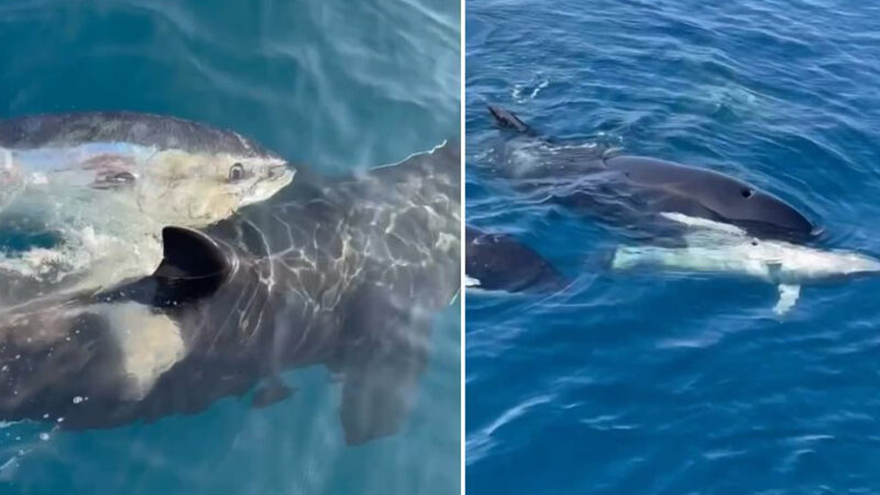 Vídeo intrigante mostra orcas “brincando” com atum gigante; assista!