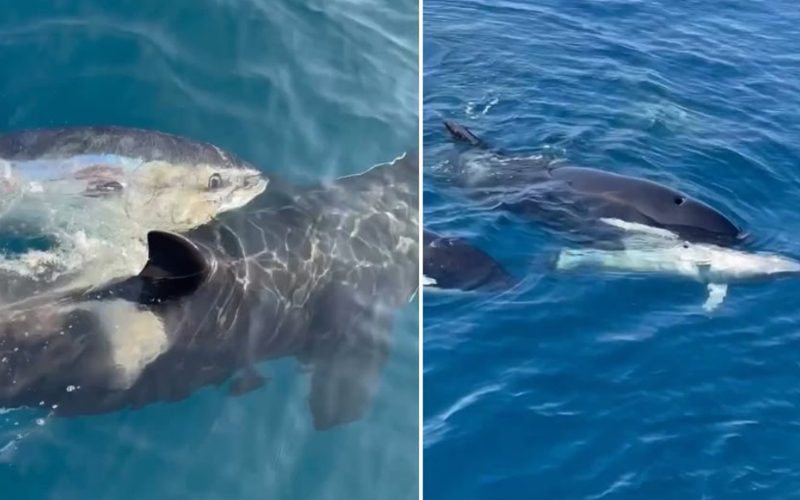 Vídeo intrigante mostra orcas “brincando” com atum gigante; assista!