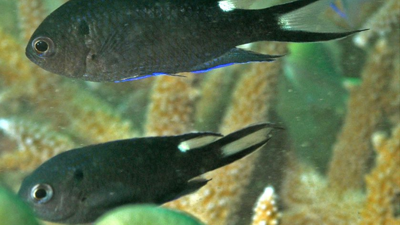 Donzela-real: peixe invasor chega ao litoral paulista e ameaça espécies nativas