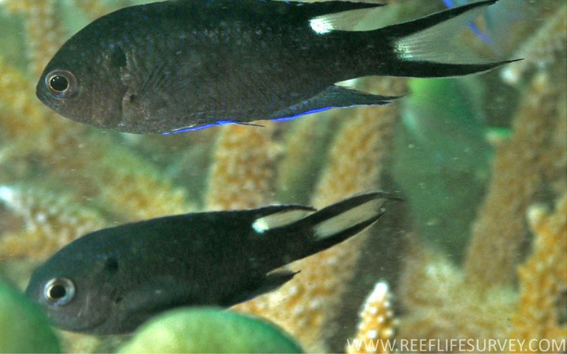 Donzela-real: peixe invasor chega ao litoral paulista e ameaça espécies nativas
