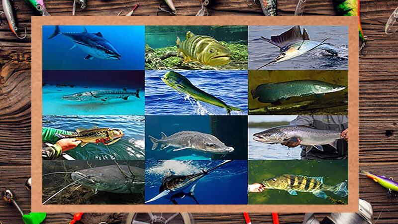 Saiba mais sobre Peixes Esportivos