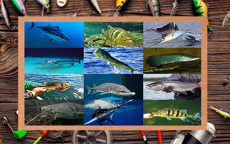 Saiba mais sobre Peixes Esportivos
