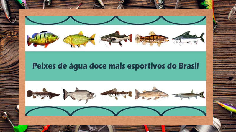 Peixes das Águas Brasileiras – Principais espécies peixes de água doce