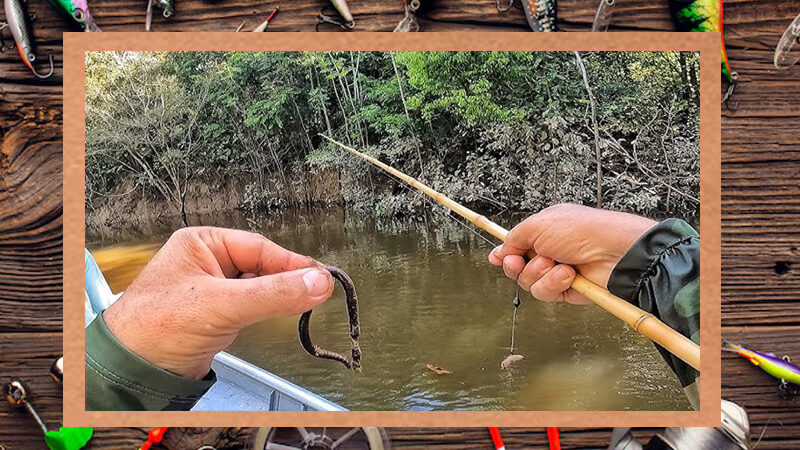 Pesca de peixes pequenos em riachos: Guia prático e divertido