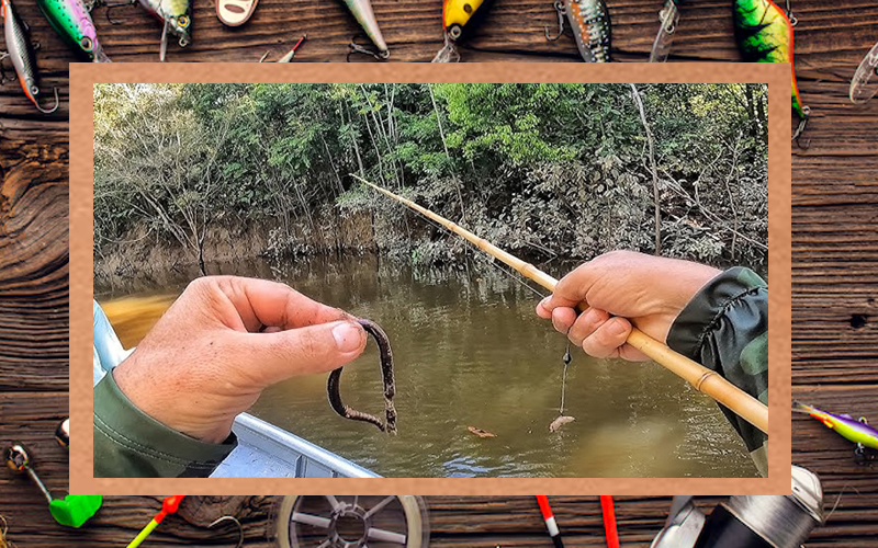 Pesca de peixes pequenos em riachos: Guia prático e divertido