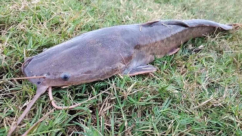 Peixe Bagre Africano: reprodução, característica, alimentação, habitat