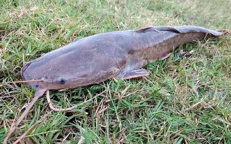 Peixe Bagre Africano: reprodução, característica, alimentação, habitat