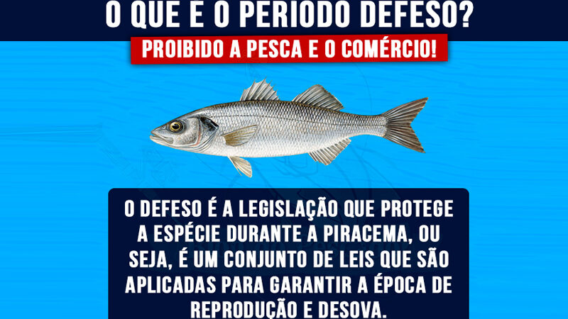 Conheça o período de defeso das espécies de pescado no Brasil