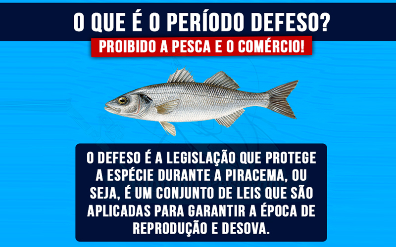 Conheça o período de defeso das espécies de pescado no Brasil