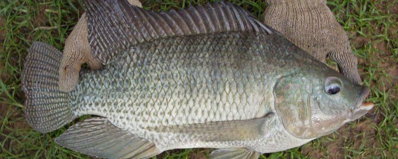 Embrapa lança rede nacional para acelerar inovação na aquicultura