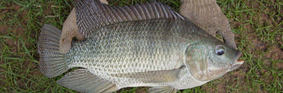 Embrapa lança rede nacional para acelerar inovação na aquicultura