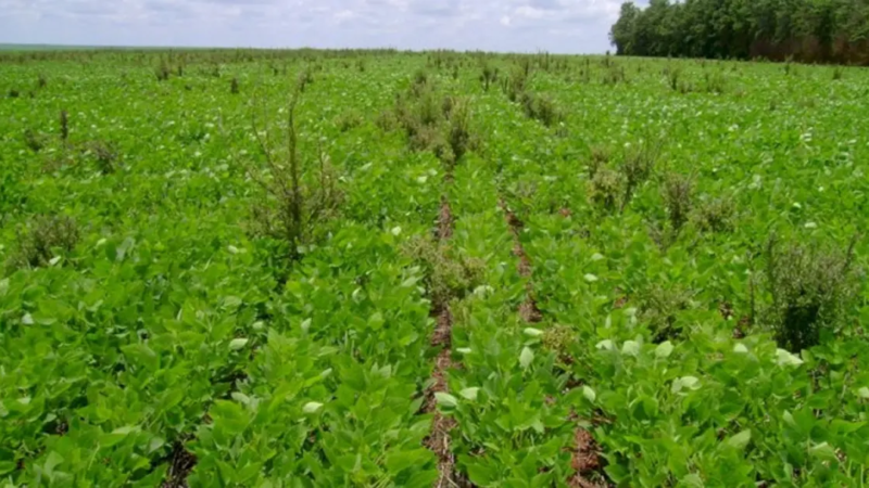 Bioherbicida microbiano passa por testes de segurança ambiental em pesquisa do Instituto de Pesca