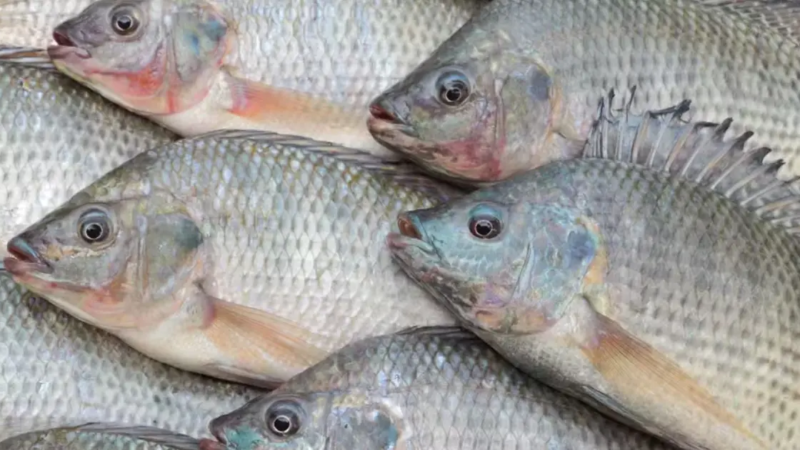 Acordo Mercosul–UE amplia perspectivas para tilápia e peixes nativos no Brasil