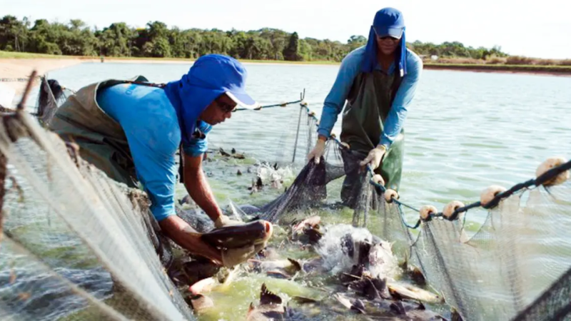 Chuvas intensas exigem manejo rigoroso na piscicultura brasileira