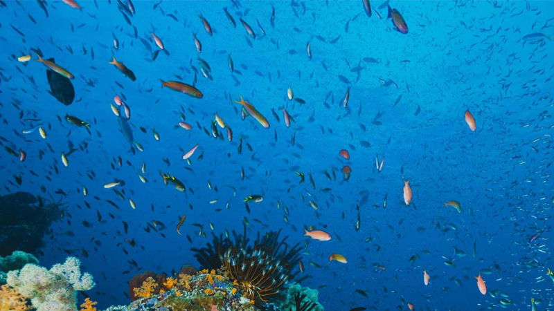 Conheça 20 peixes de água salgada