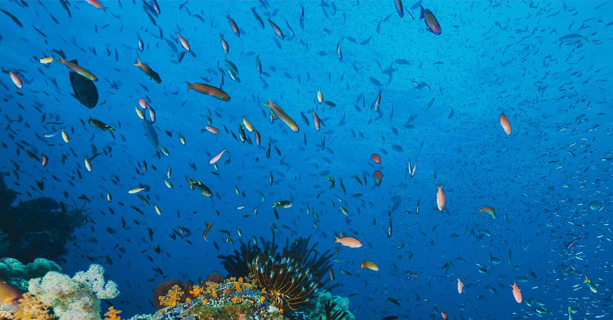 Conheça 20 peixes de água salgada