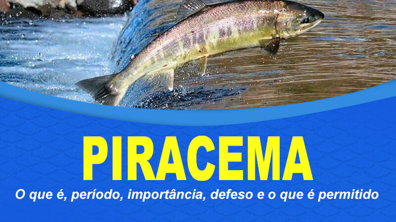 Piracema: o que é, período, importância, defeso e o que é permitido