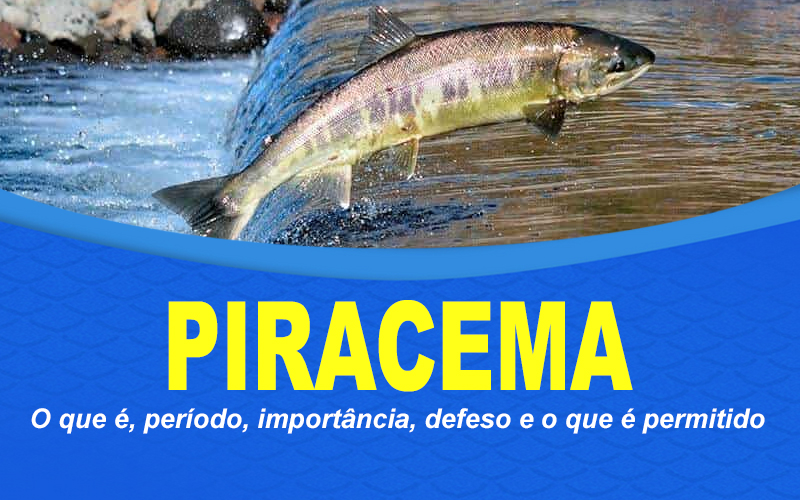 Piracema: o que é, período, importância, defeso e o que é permitido