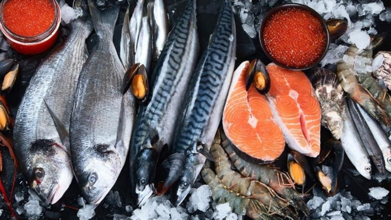 Peixes do mar, quais são? Tudo sobre as espécies de água salgada