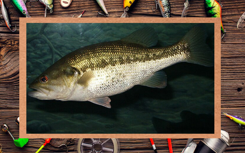 Espécies fora de seus habitats: qual o impacto na biodiversidade e na pesca esportiva?
