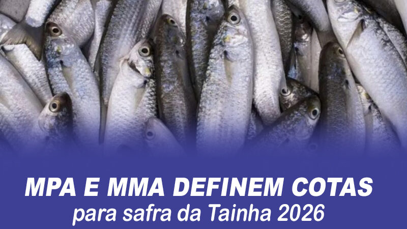 MPA e MMA definem cotas para safra da Tainha 2026; veja como ficou