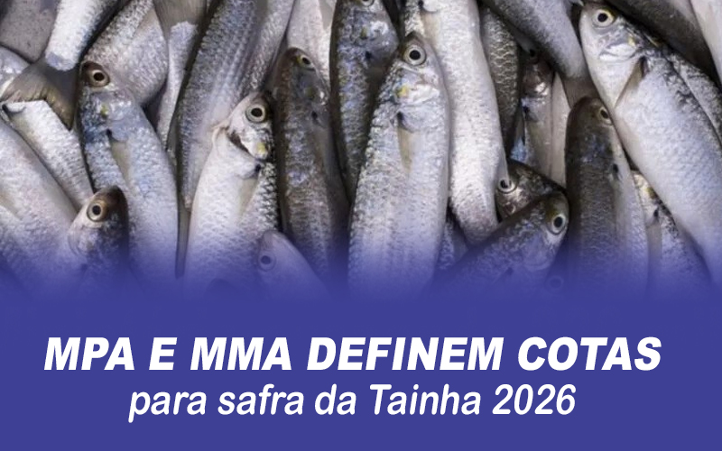 MPA e MMA definem cotas para safra da Tainha 2026; veja como ficou