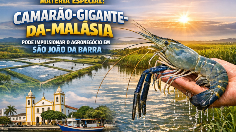 Matéria Especial: Camarão-Gigante-da-Malásia pode impulsionar o agronegócio em São João da Barra