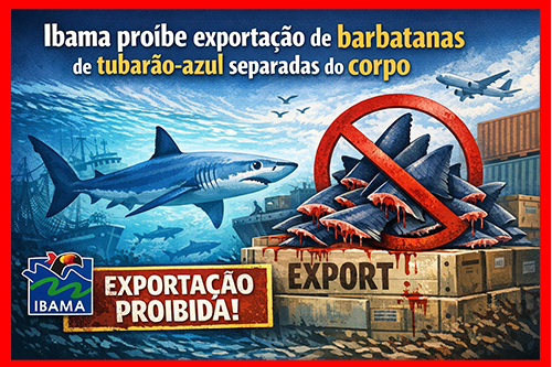 Ibama proíbe exportação de barbatanas de tubarão-azul separadas do corpo