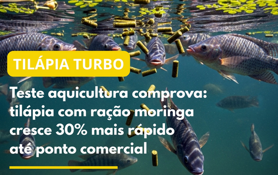 TESTADO E APROVADO! Tilápia alimentada com ração moringa reduz ciclo 30%