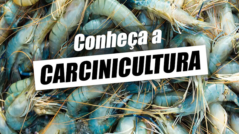 Carcinicultura – O que é, vantagens e principais espécies
