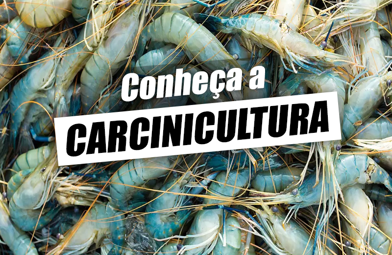 Carcinicultura – O que é, vantagens e principais espécies