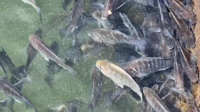 Os benefícios dos bioflocos na criação de peixes e camarões