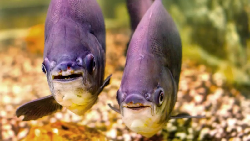 9 Tipos de pacu: alimentação, habitat, tipos de iscas e informações