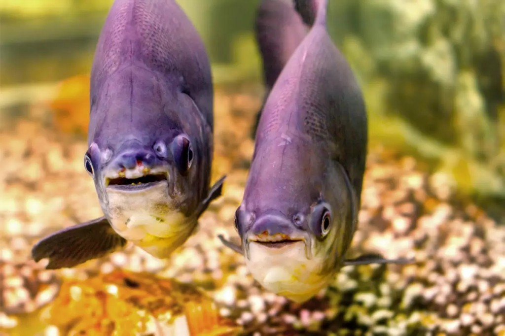 9 Tipos de pacu: alimentação, habitat, tipos de iscas e informações