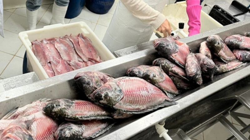 Tilápia dispara na Quaresma e produção de peixe chega a triplicar em cidade do Norte de SC