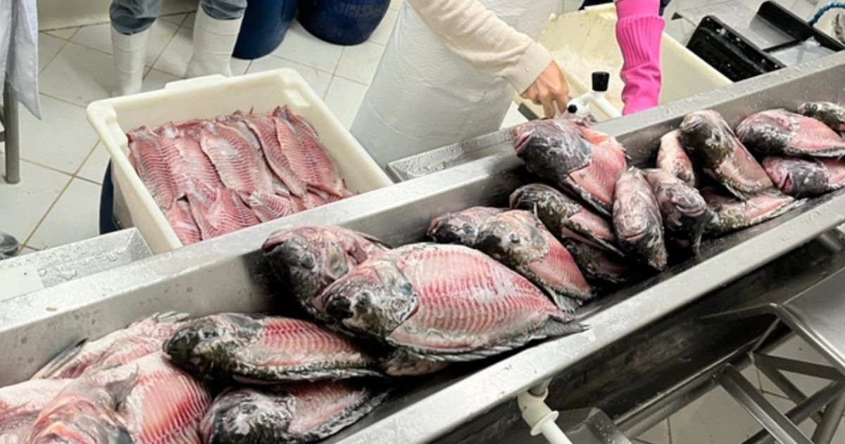 Tilápia dispara na Quaresma e produção de peixe chega a triplicar em cidade do Norte de SC