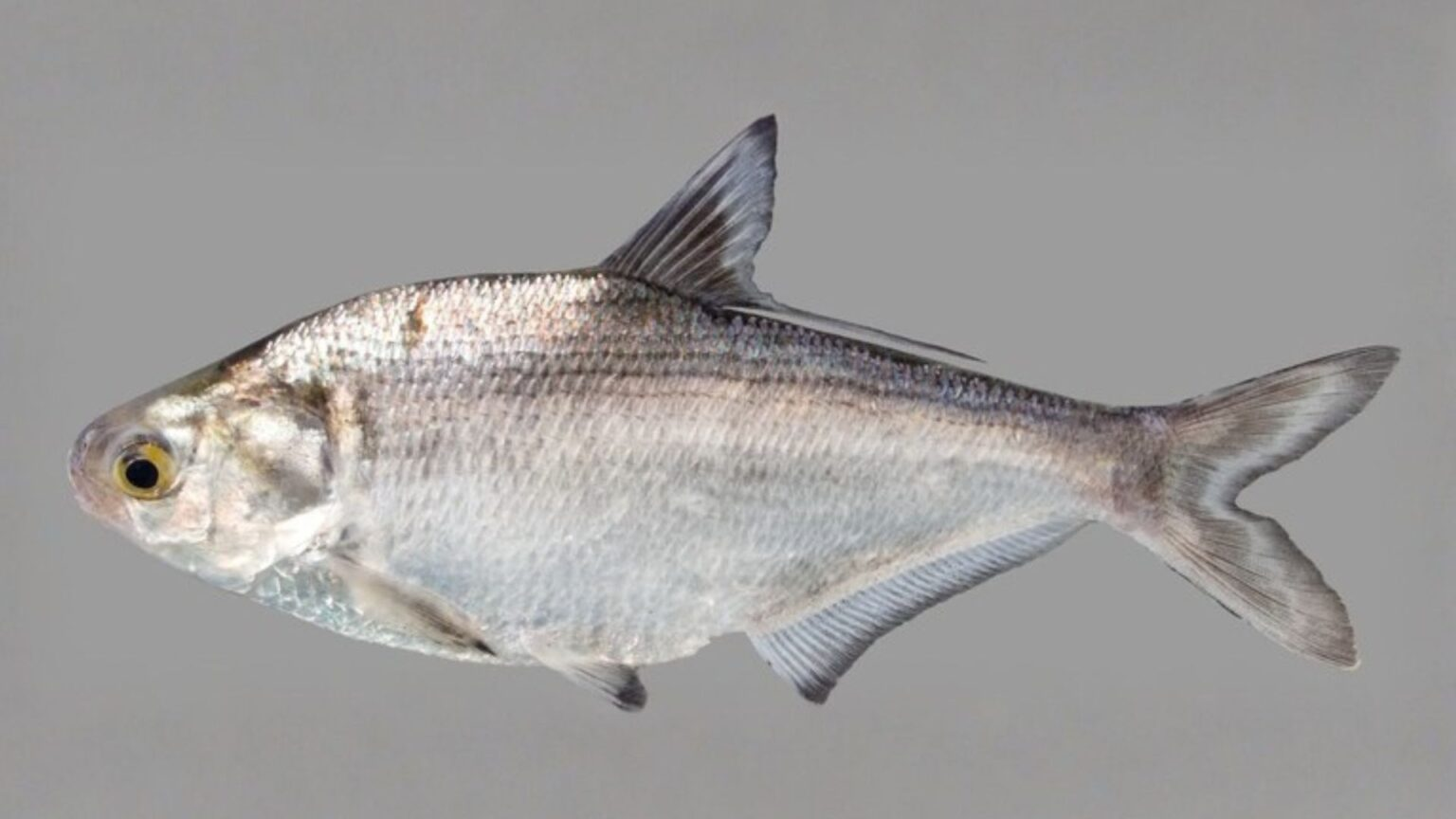 Um peixe ‘comum’ está turvando lagos ao bombear nutrientes