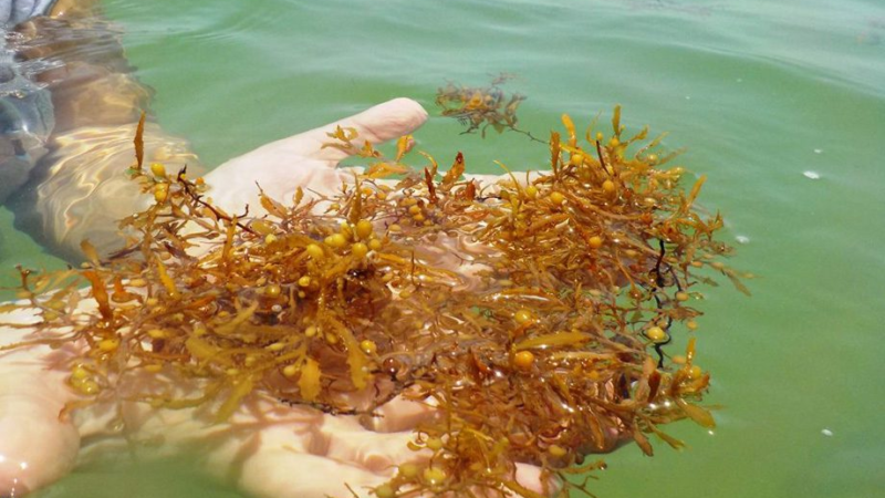 Florestas marinhas, essenciais no combate à crise climática, passam por “desmatamento” silencioso