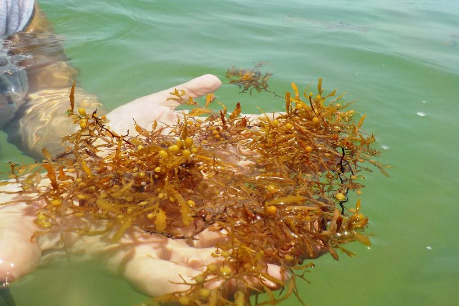 Florestas marinhas, essenciais no combate à crise climática, passam por “desmatamento” silencioso