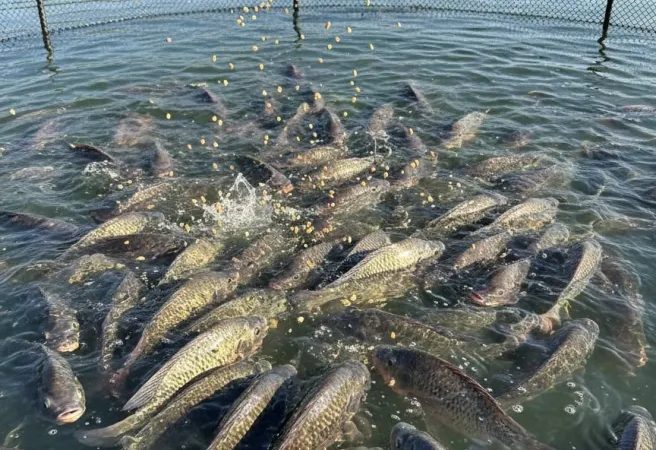 Páscoa deve impulsionar consumo de peixes em até 30% no Brasil