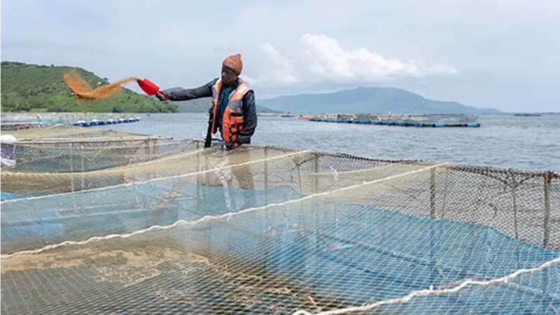 Pesca Sustentável – Importância e Como Proteger os Oceanos