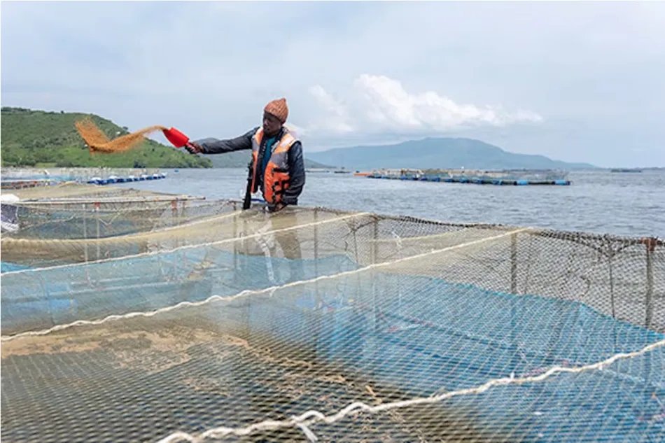 Pesca Sustentável – Importância e Como Proteger os Oceanos