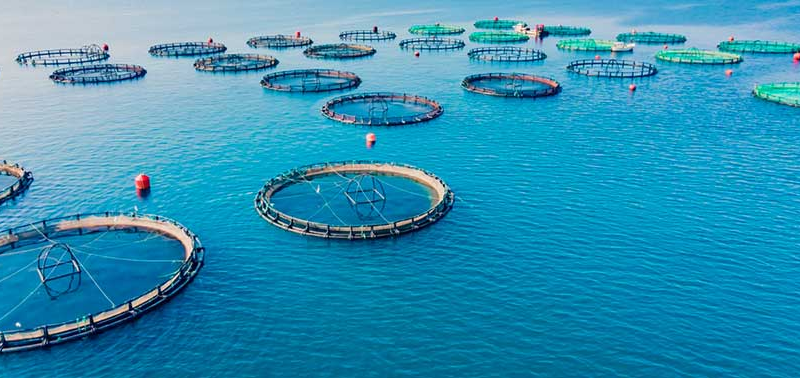 Aquicultura com energia solar: entenda os impactos positivos