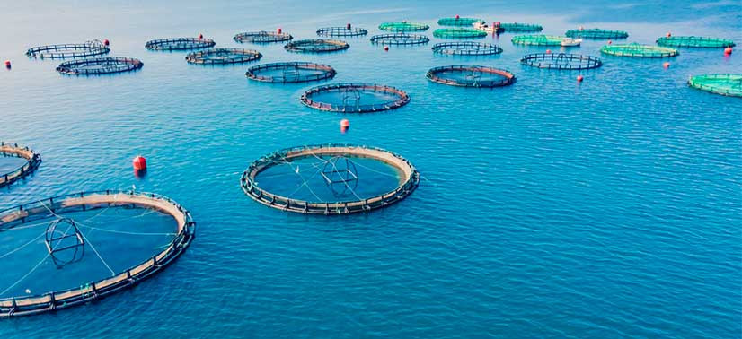 Aquicultura com energia solar: entenda os impactos positivos