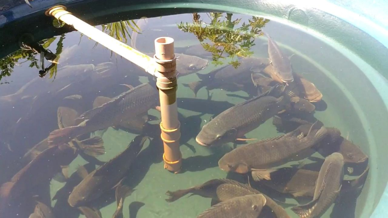 Criação de Peixe: Escolha as Melhores Espécies para Lucrar