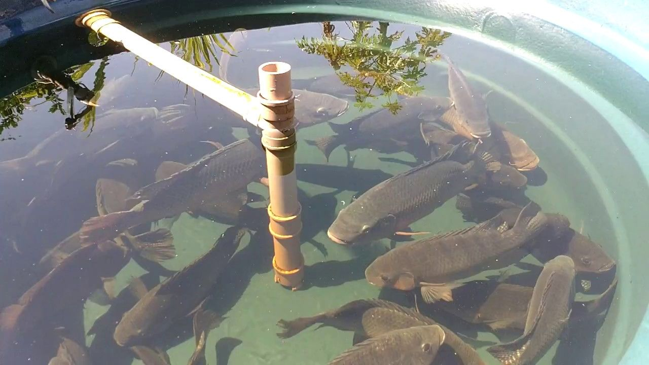 Criação de Peixe: Escolha as Melhores Espécies para Lucrar