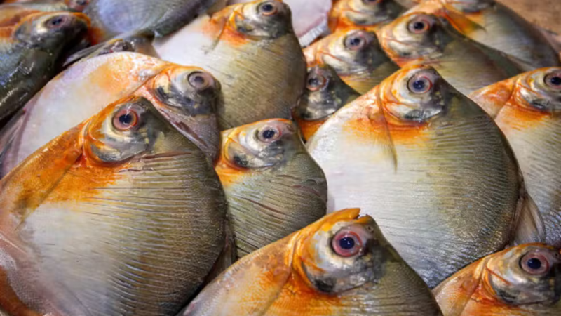 Após consumo de peixe três casos de doença de Haff são confirmados em Itacoatiara