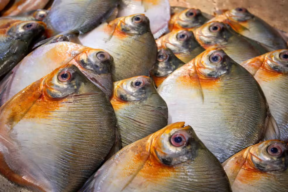 Após consumo de peixe três casos de doença de Haff são confirmados em Itacoatiara