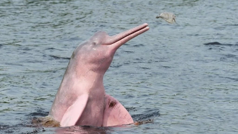 Animal simbólico da fauna brasileira enfrenta risco real de extinção na Amazônia