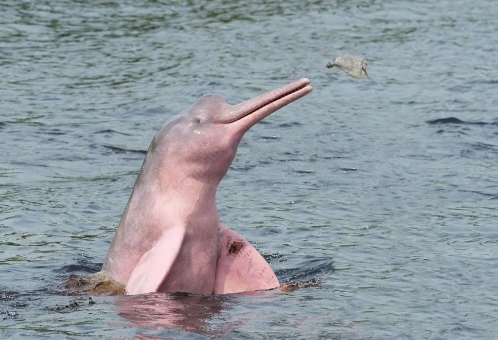Animal simbólico da fauna brasileira enfrenta risco real de extinção na Amazônia